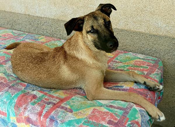 Hansel 8 mesi taglia media  Foto 2