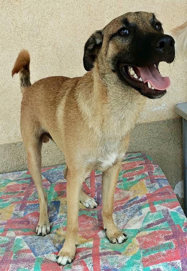 Hansel 8 mesi taglia media  Foto 3