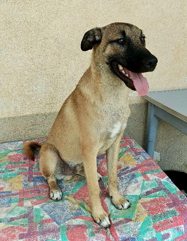 Hansel 8 mesi taglia media  Foto 4