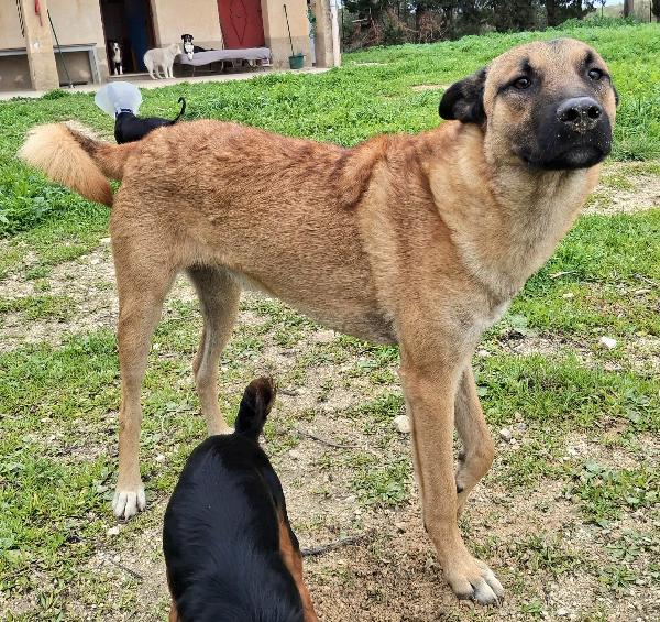 Hansel 8 mesi taglia media  Foto 5