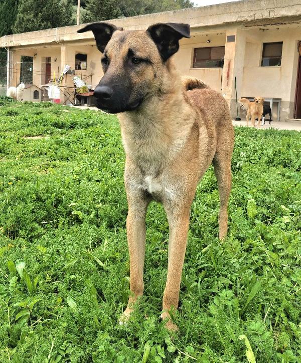 Hansel 8 mesi taglia media  Foto 6