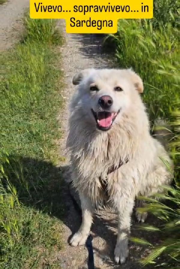 Barny 4Anni 2Natali A Catena E 2In Canile!