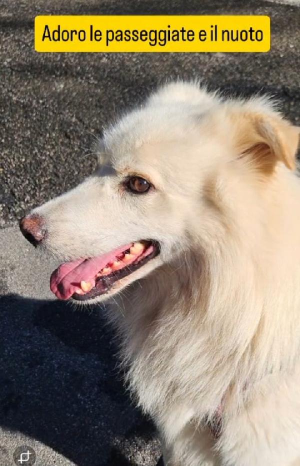 Barny 4anni 2natali a catena e 2in canile! Foto 2