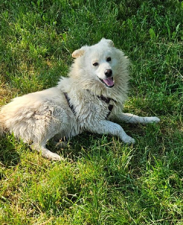 Barny 4anni 2natali a catena e 2in canile! Foto 8