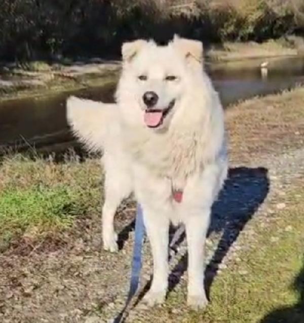 Barny 4anni 2natali a catena e 2in canile! Foto 10