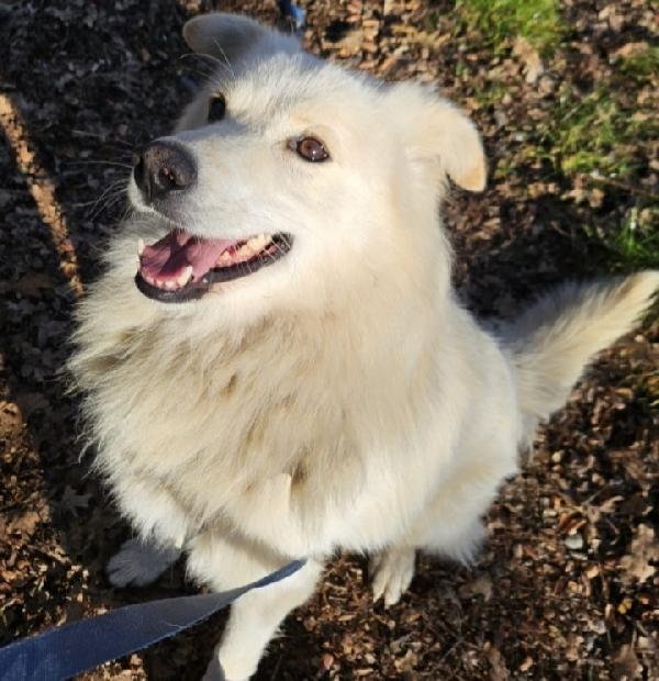 Barny 4anni 2natali a catena e 2in canile! Foto 11