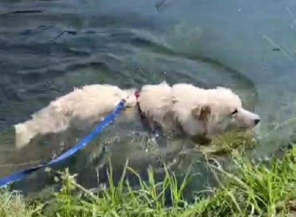 Barny 4anni 2natali a catena e 2in canile! Foto 12