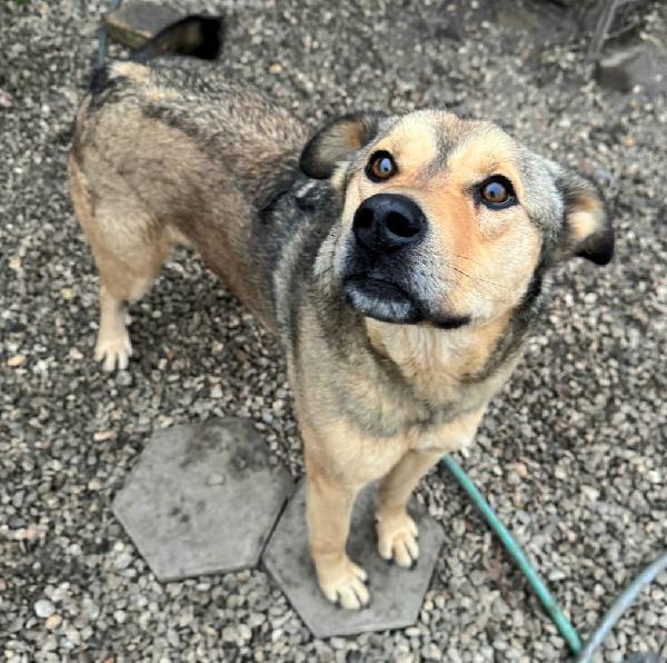 Fargo 3 Anni Taglia Media Grande 