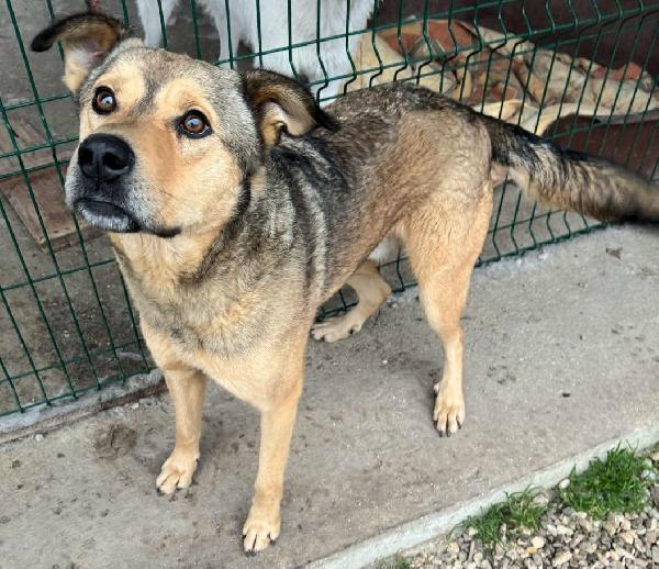 Fargo 3 anni Taglia media grande  Foto 2