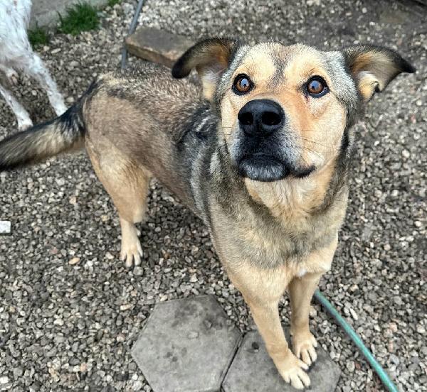 Fargo 3 anni Taglia media grande  Foto 3