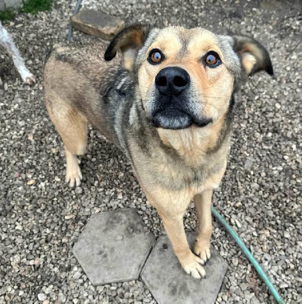 Fargo 3 anni Taglia media grande  Foto 4