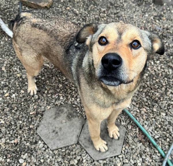 Fargo 3 anni Taglia media grande  Foto 5