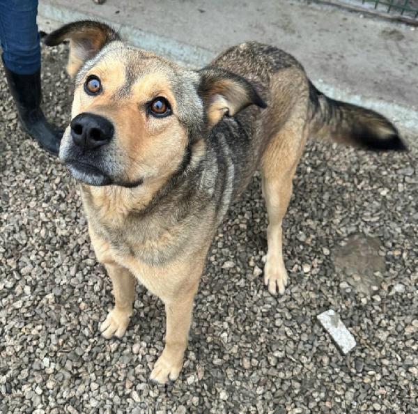 Fargo 3 anni Taglia media grande  Foto 6