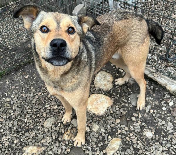 Fargo 3 anni Taglia media grande  Foto 7