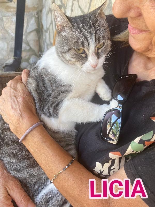 Licia, Tenera Micia In Adozione!