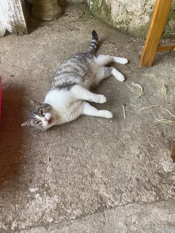 LICIA, tenera micia in adozione! Foto 4