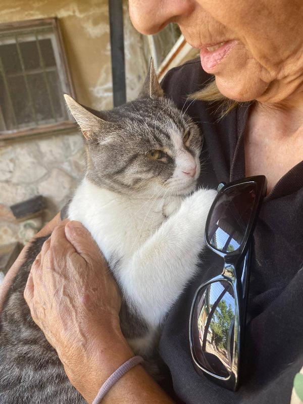 LICIA, tenera micia in adozione! Foto 5