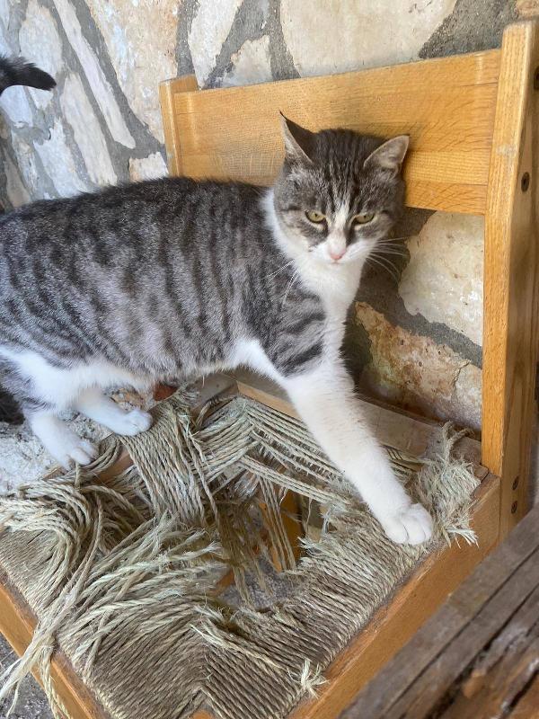 LICIA, tenera micia in adozione! Foto 7