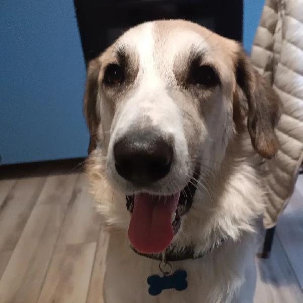 Pato un amore visibile a Livorno Foto 2