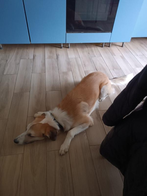 Pato un amore visibile a Livorno Foto 3