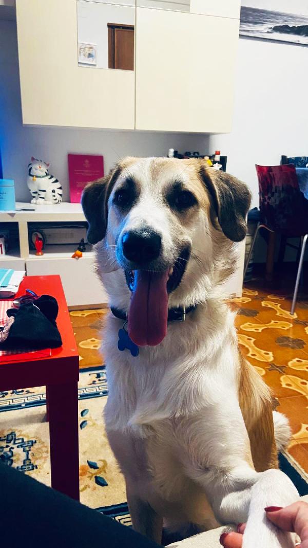 Pato un amore visibile a Livorno Foto 4