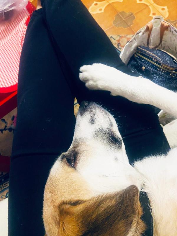 Pato un amore visibile a Livorno Foto 5