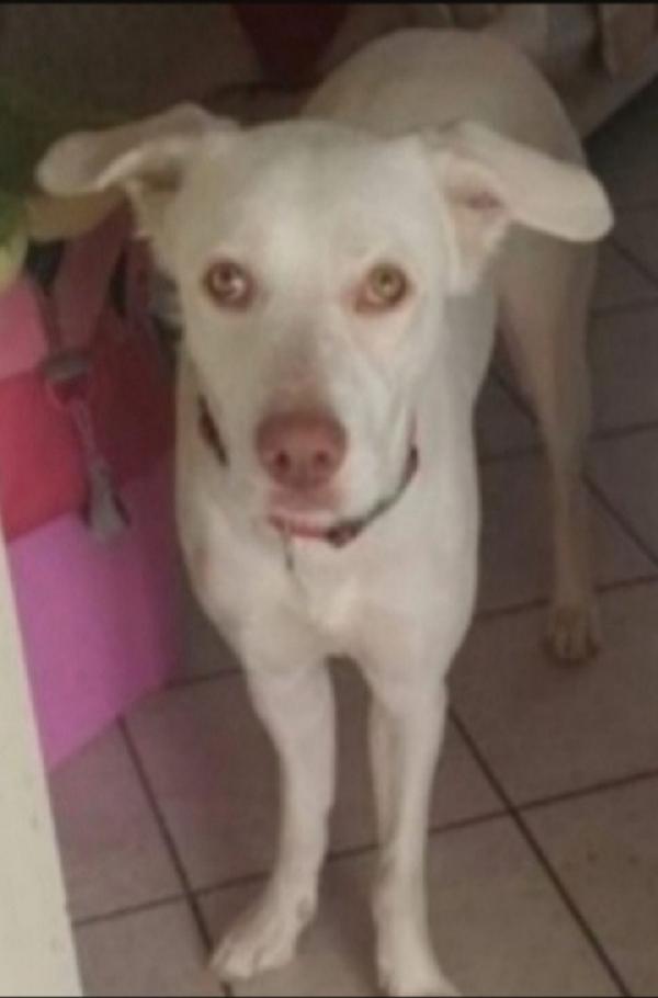 Akira 4/5Anni Occhi Ambra Invisibile Napoli