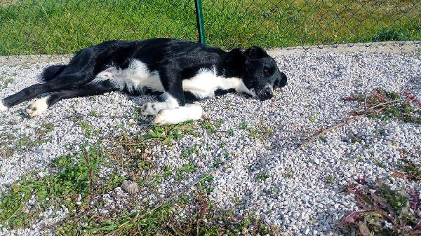 Pako, andate oltre alla sua taglia, guardate la dolcezza  Foto 2