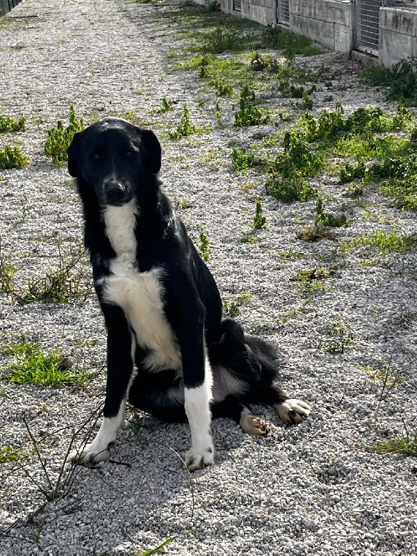 Pako, andate oltre alla sua taglia, guardate la dolcezza  Foto 3