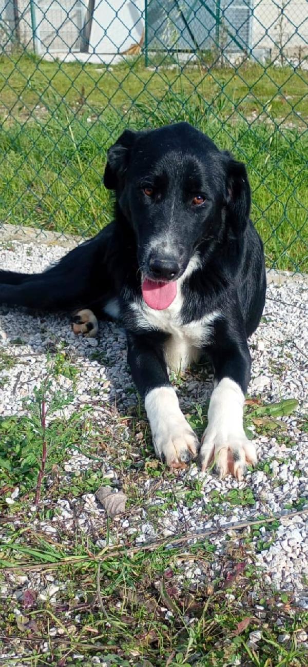 Pako, andate oltre alla sua taglia, guardate la dolcezza  Foto 4