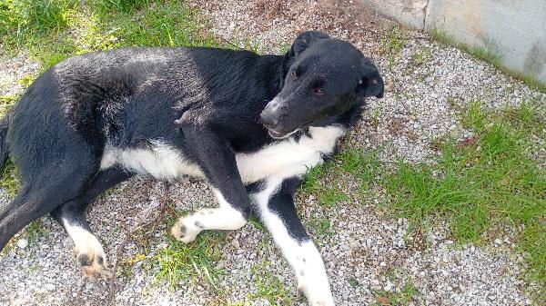 Pako, andate oltre alla sua taglia, guardate la dolcezza  Foto 5