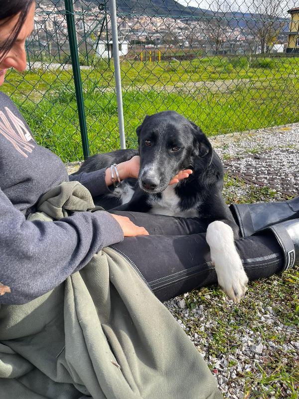 Pako, andate oltre alla sua taglia, guardate la dolcezza  Foto 8