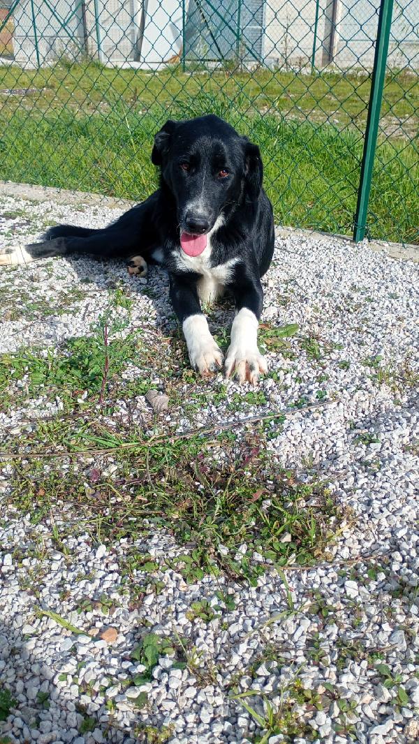 Pako, andate oltre alla sua taglia, guardate la dolcezza  Foto 11