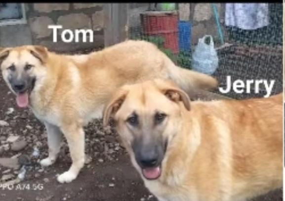 Tom E Jerry 2Anni Aspettano Da Sempre Basilicata