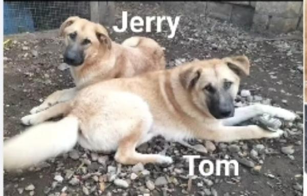 Tom e Jerry 2anni aspettano da sempre BASILICATA Foto 2