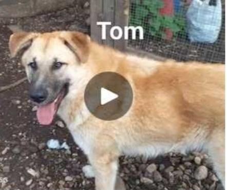 Tom e Jerry 2anni aspettano da sempre BASILICATA Foto 4