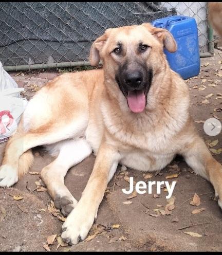 Tom e Jerry 2anni aspettano da sempre BASILICATA Foto 5