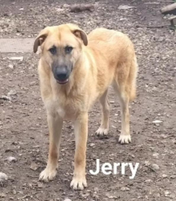 Tom e Jerry 2anni aspettano da sempre BASILICATA Foto 6