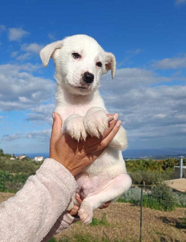 Ian Cucciolo  Di Due Mesi E Mezzo 