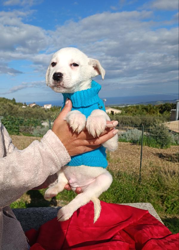 Ian cucciolo  di due mesi e mezzo  Foto 2