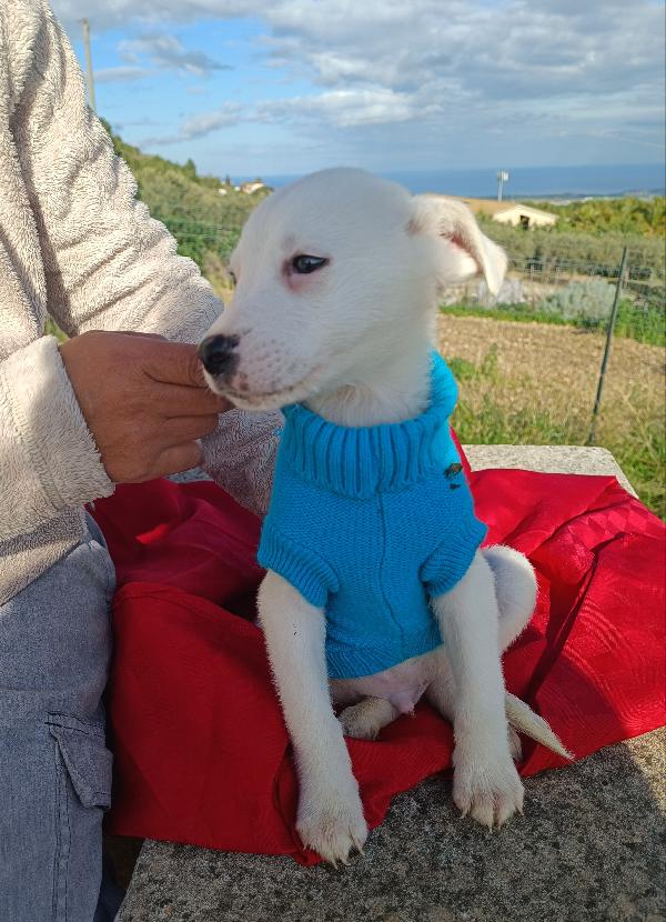 Ian cucciolo  di due mesi e mezzo  Foto 3