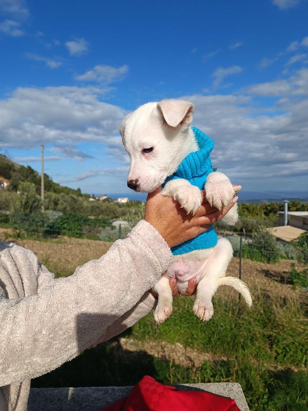 Ian cucciolo  di due mesi e mezzo  Foto 4