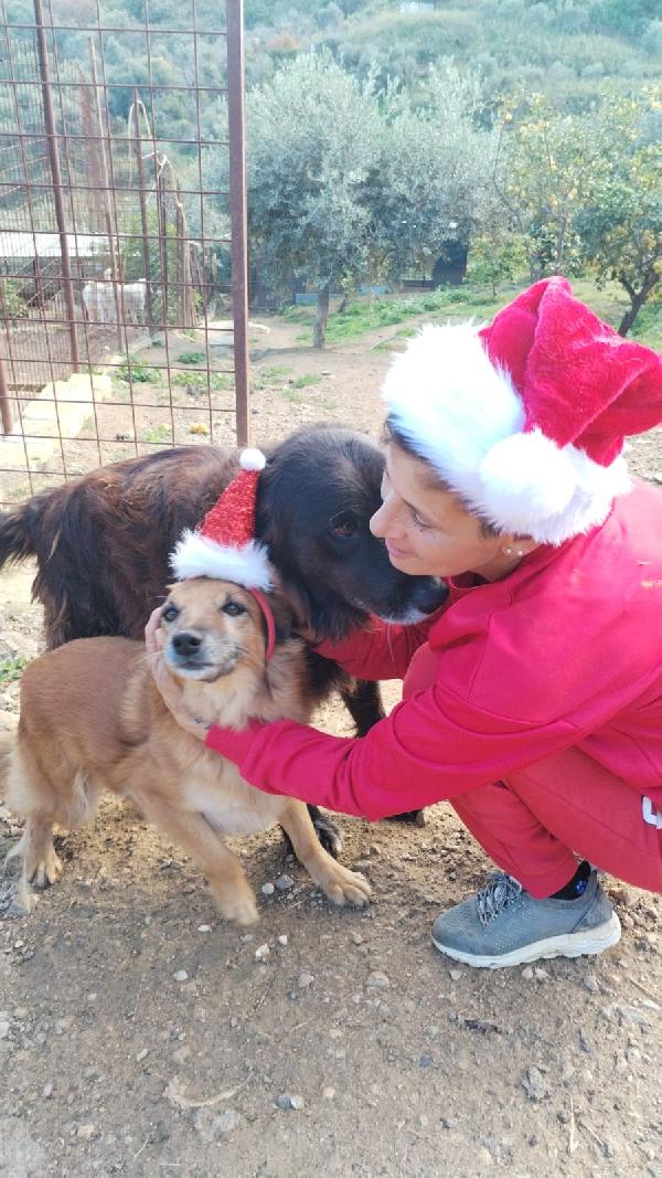 Annie Piccina  Dolcissima Di 7 Anni