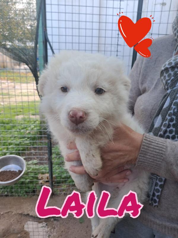 Cuccioli A Pelo Lungo 