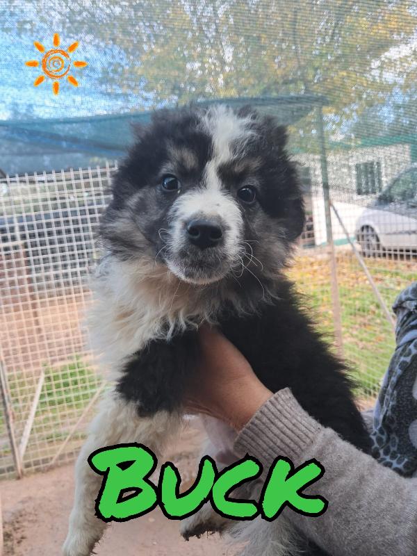 Cuccioli a pelo lungo  Foto 2