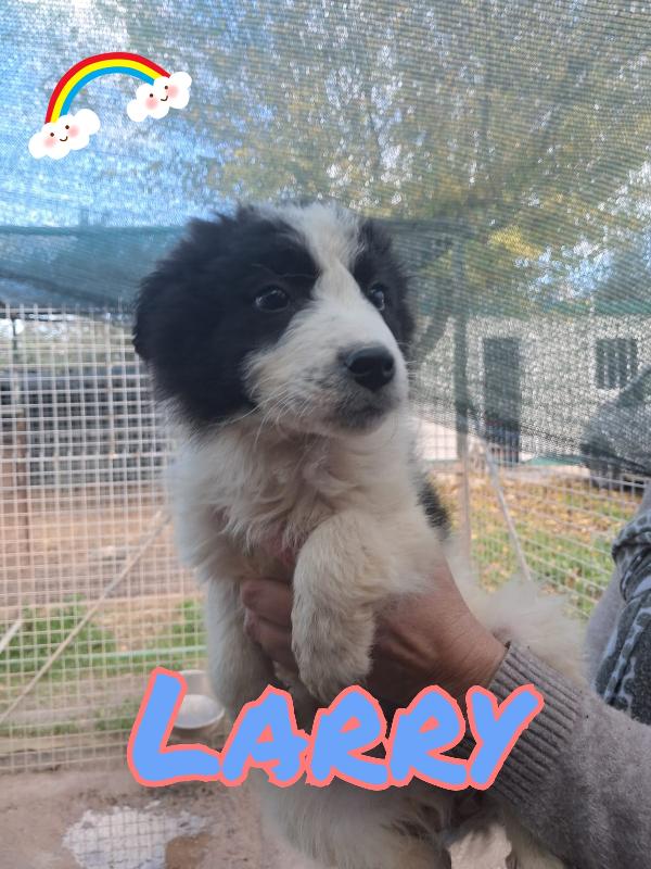 Cuccioli a pelo lungo  Foto 3