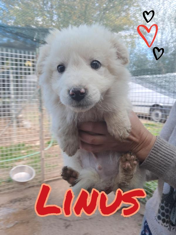 Cuccioli a pelo lungo  Foto 4