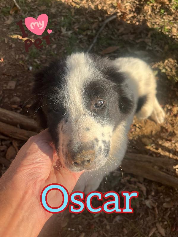 Lilly Ed Oscar Cuccioli Taglia Media