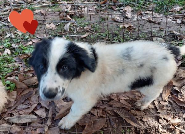 Lilly ed Oscar cuccioli taglia media Foto 2