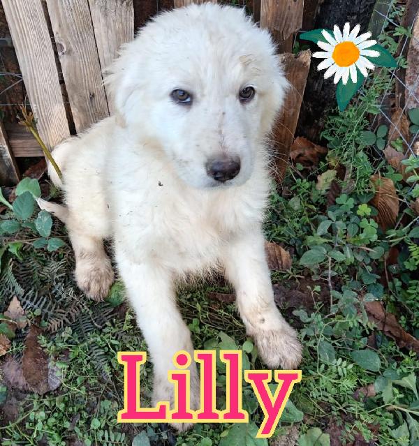 Lilly ed Oscar cuccioli taglia media Foto 3